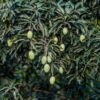Branch of a mango tree with clusters of unripe mangoes against lush foliage.