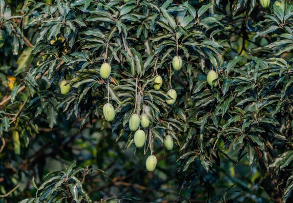 Branch of a mango tree with clusters of unripe mangoes against lush foliage.