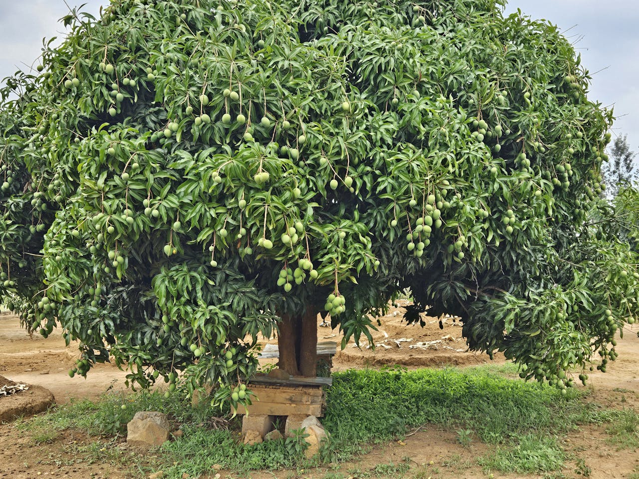 A vibrant mango tree full of unripe fruit in a sunny orchard setting, symbolizing agriculture and growth.