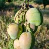 Close-up photo of a bunch of green mangoes hanging from a tree in a sunny orchard.