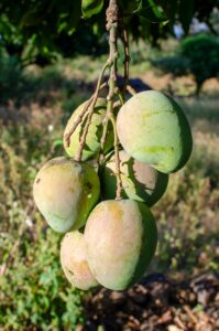 Close-up photo of a bunch of green mangoes hanging from a tree in a sunny orchard.